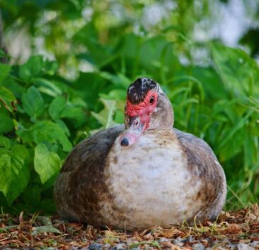 {{brizy_dc_image_alt imageSrc=